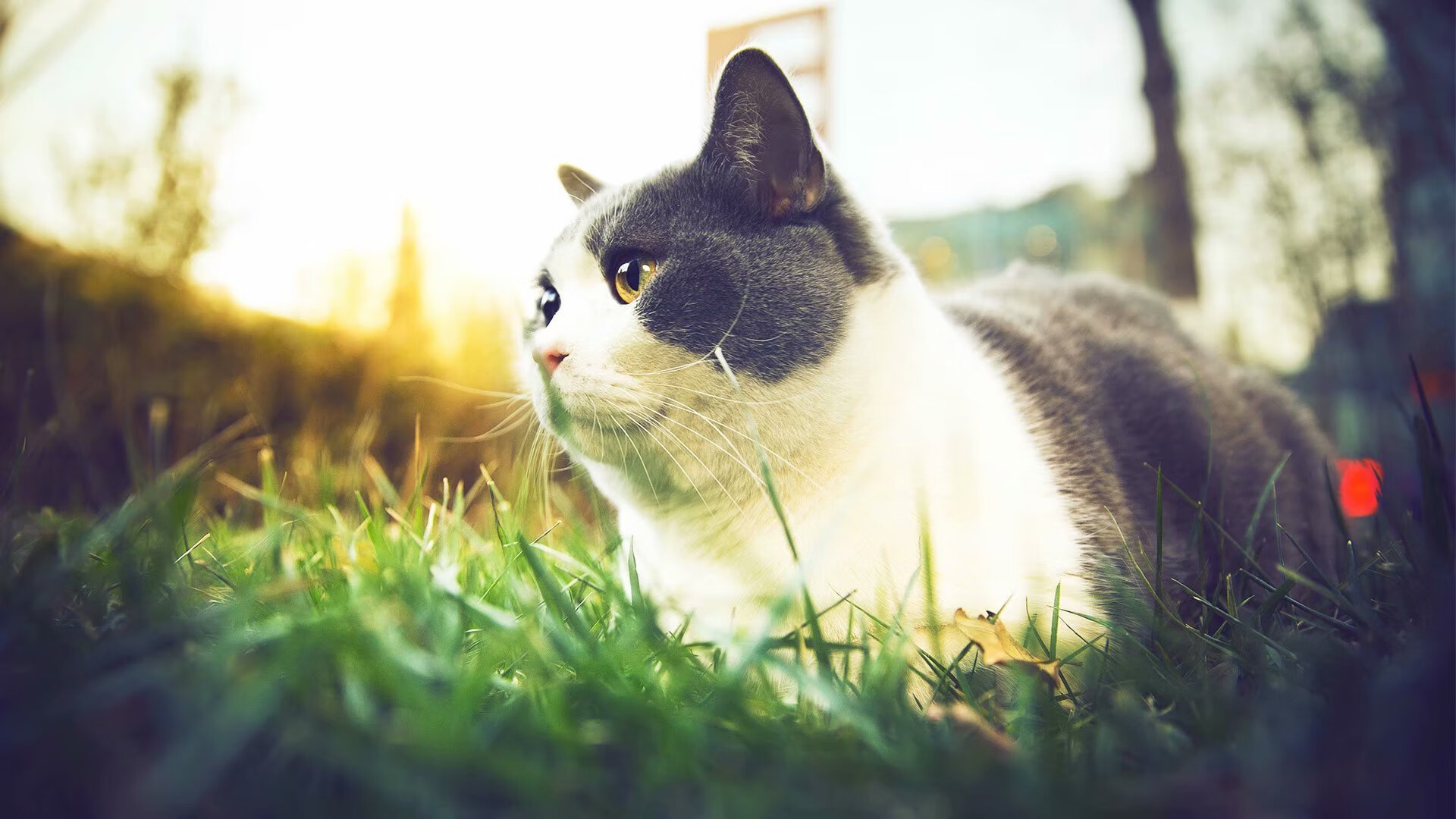 萨卡一锤定音定乾坤，新西兰罗马爆冷写传奇