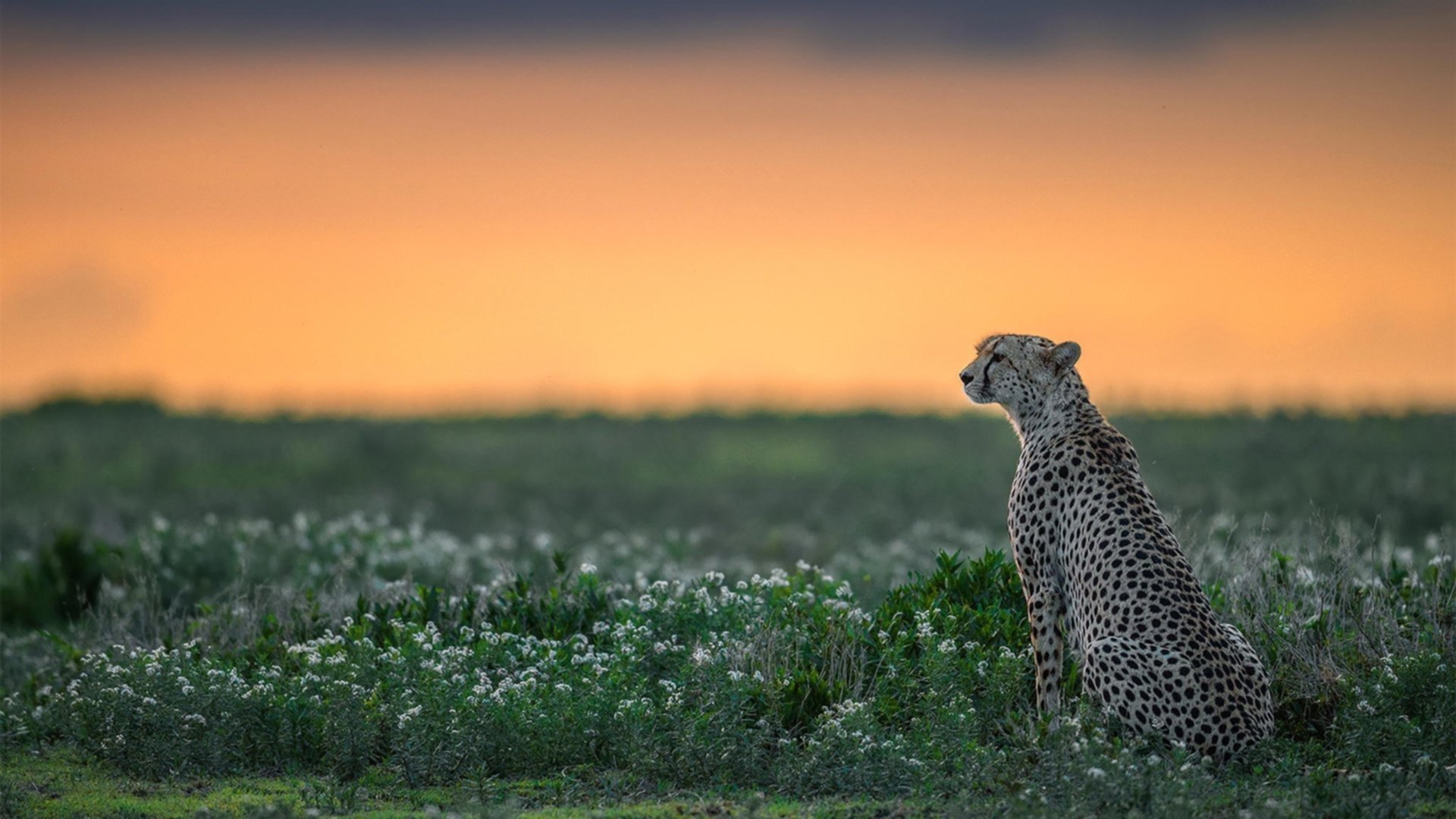 佩德里铸就铁血屏障，一场教科书级别的防守艺术，如何让皇家社会锋芒尽失