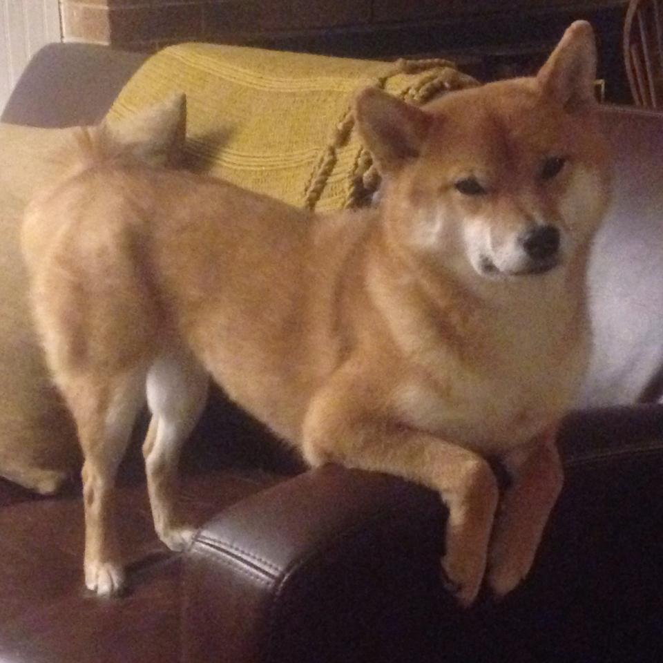 平行宇宙的篮球叙事，从吉林血拼到文班亚马封神